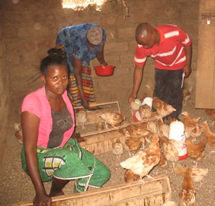 Two Members and Project Manager Feeding Chickens